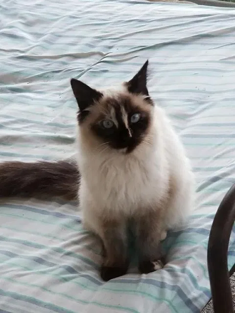 Lost cat in Federal Way, WA, 98003