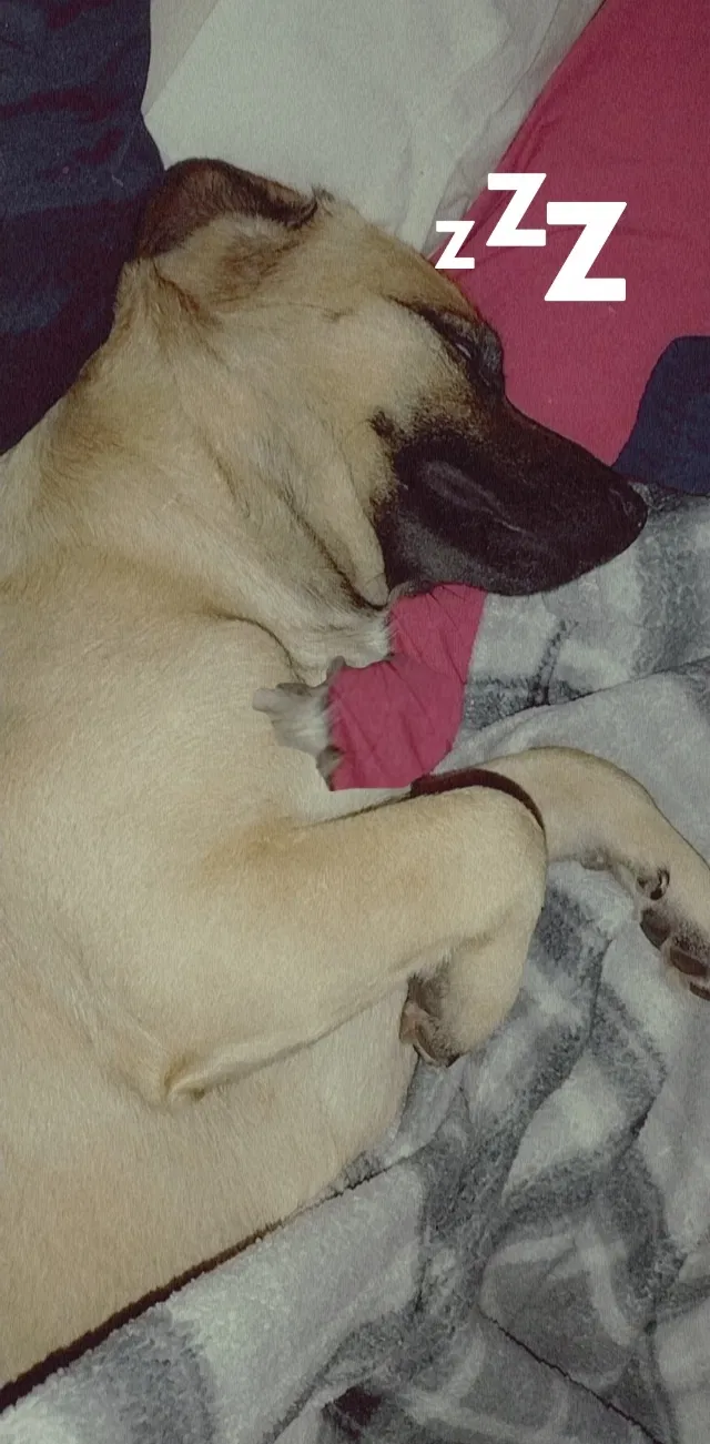 Lost dog in Houston, TX, 77075