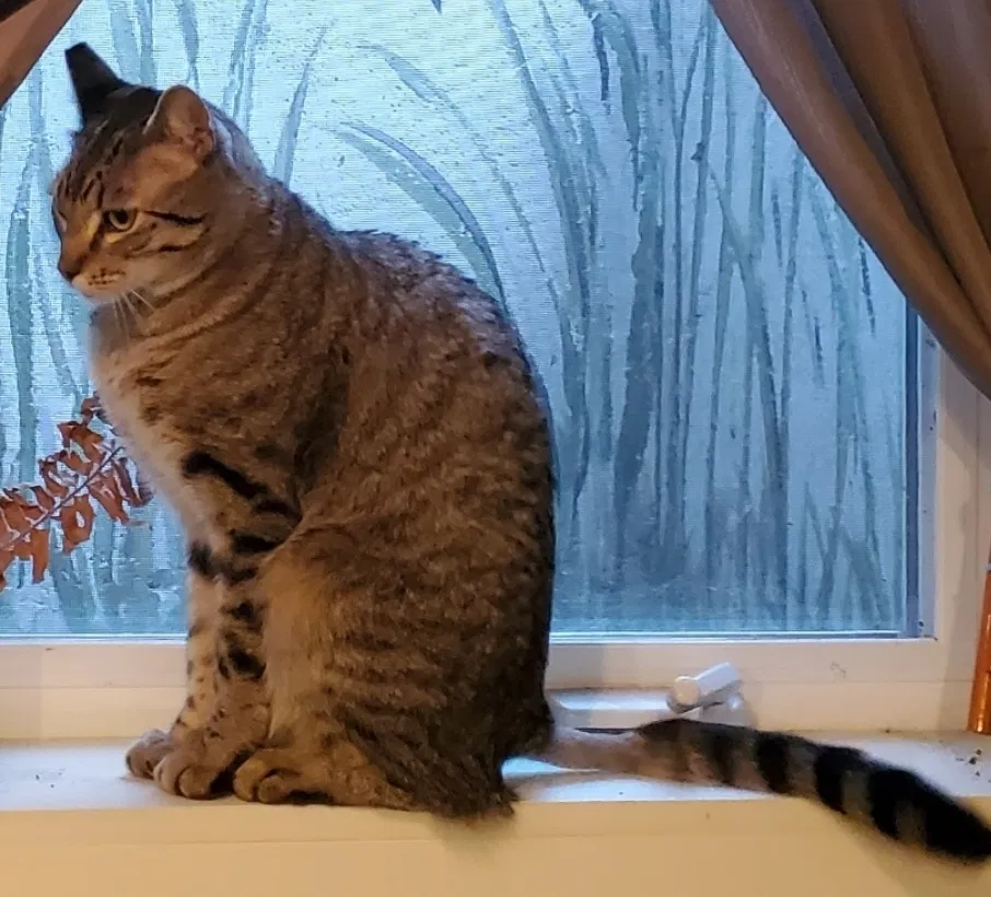 Lost cat in Portland, OR, 97220