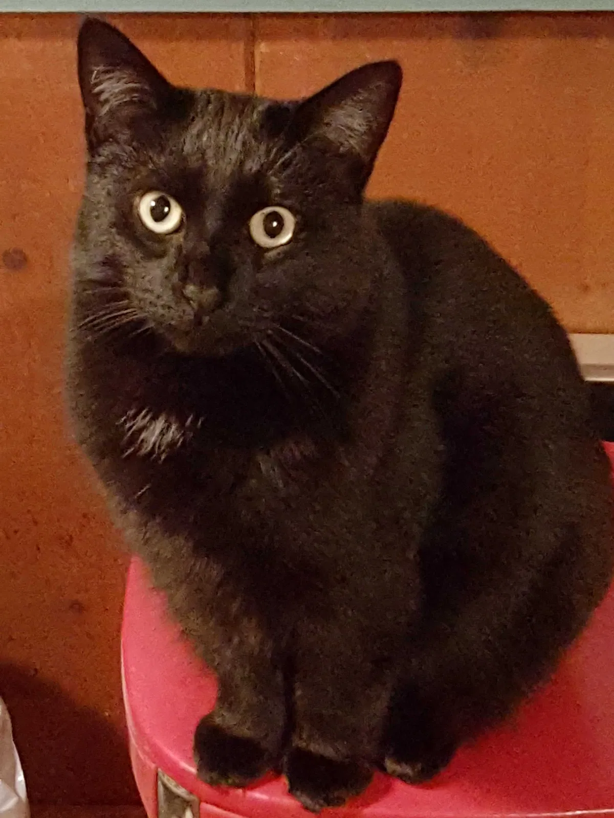 Lost cat in Portland, OR, 97229