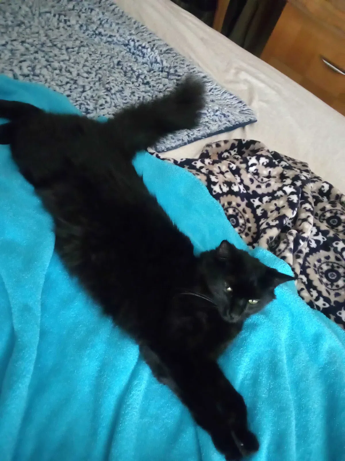Lost cat in West Palm Beach, FL, 33403