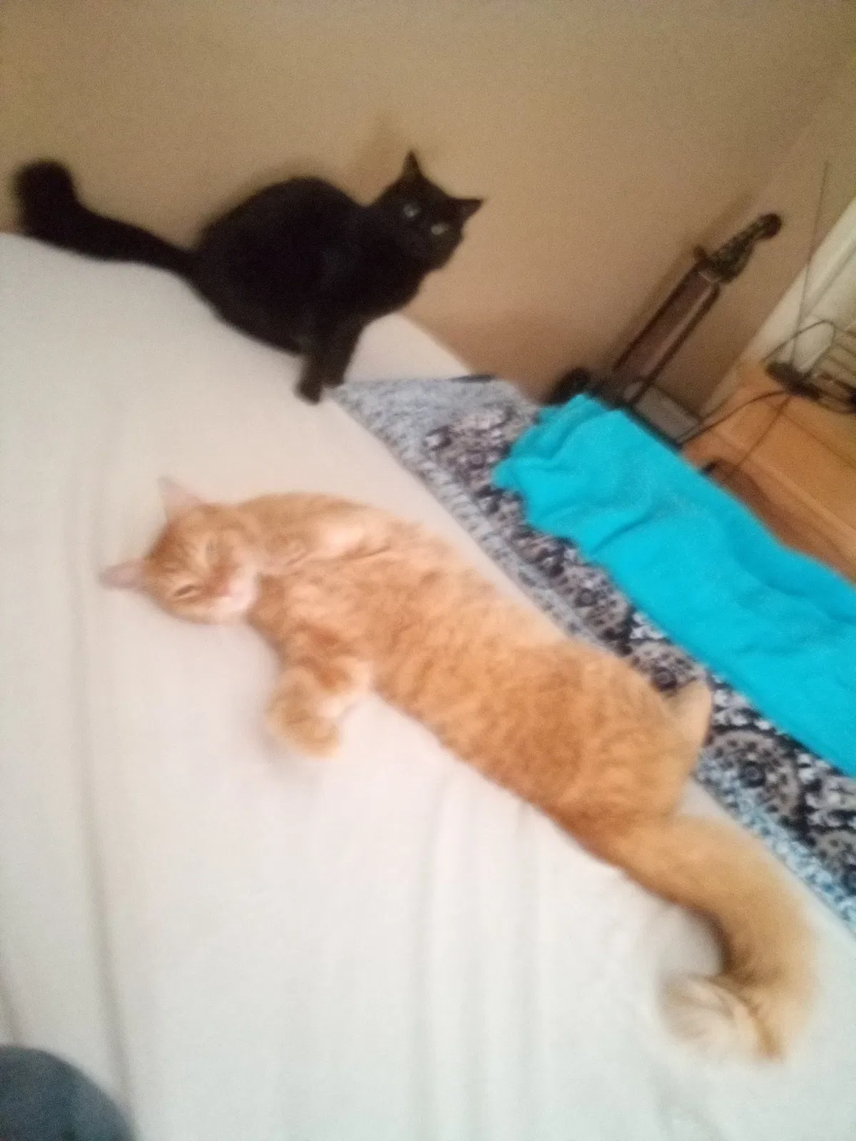 Lost cat in West Palm Beach, FL, 33404