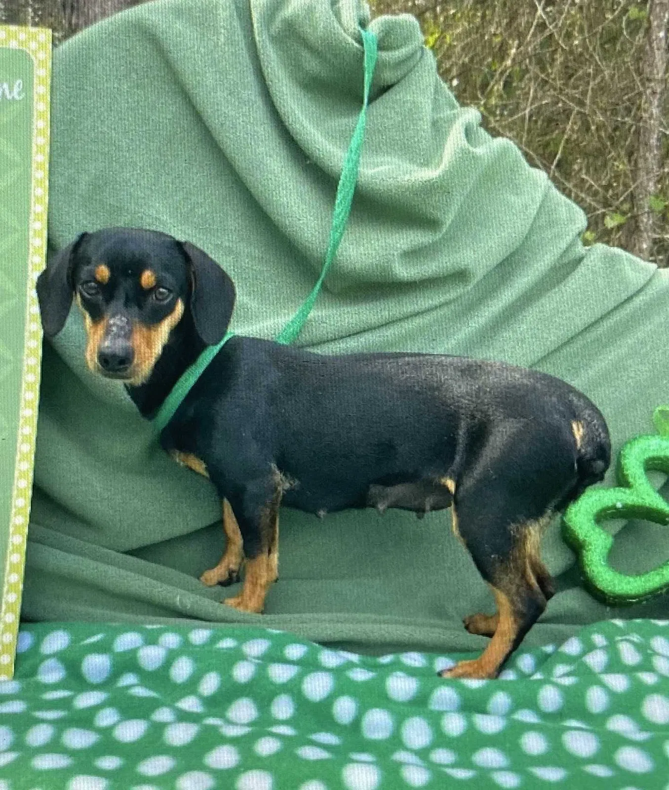 Lost dog in Odessa, FL, 33556