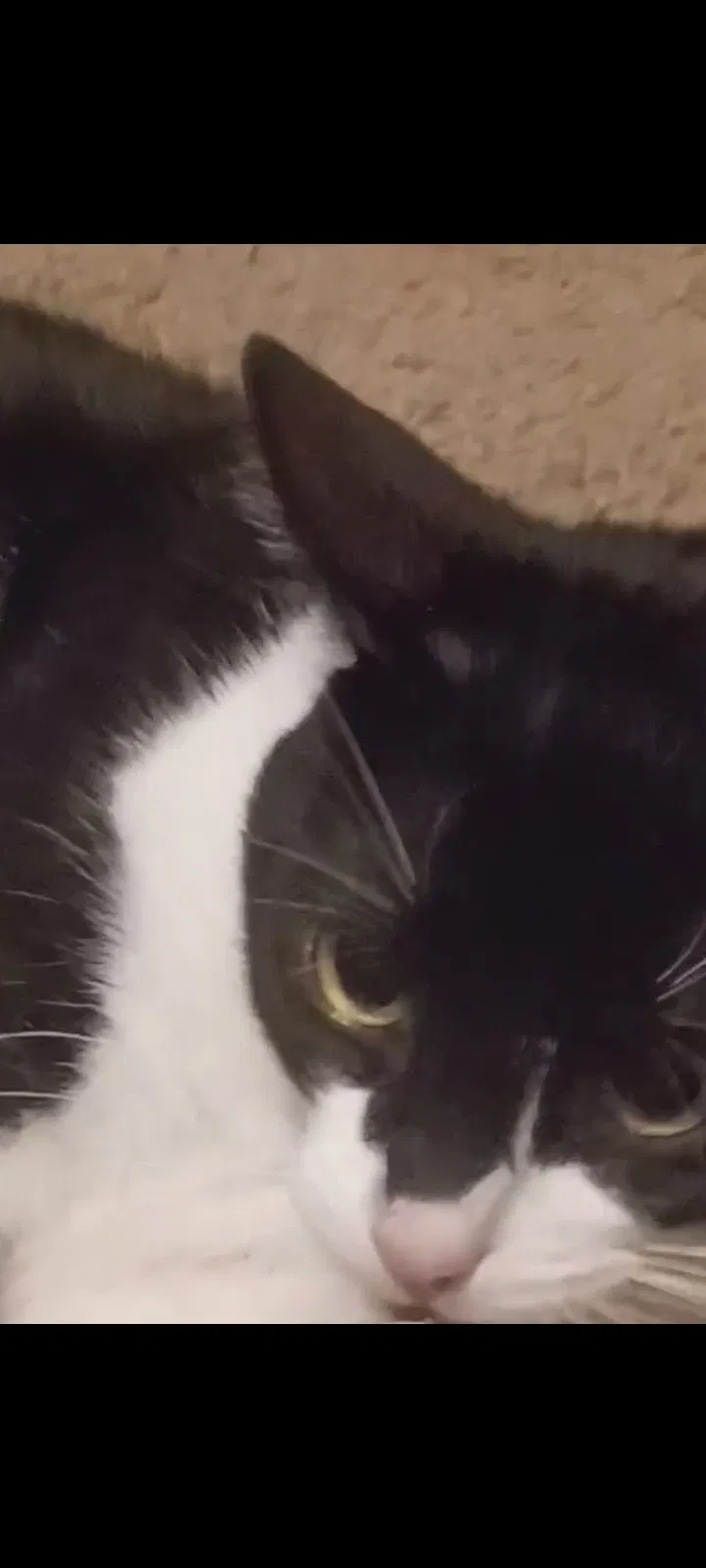 Lost cat in Red Oak, TX, 75154