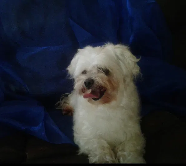 Lost dog in Hawthorne, CA, 90250
