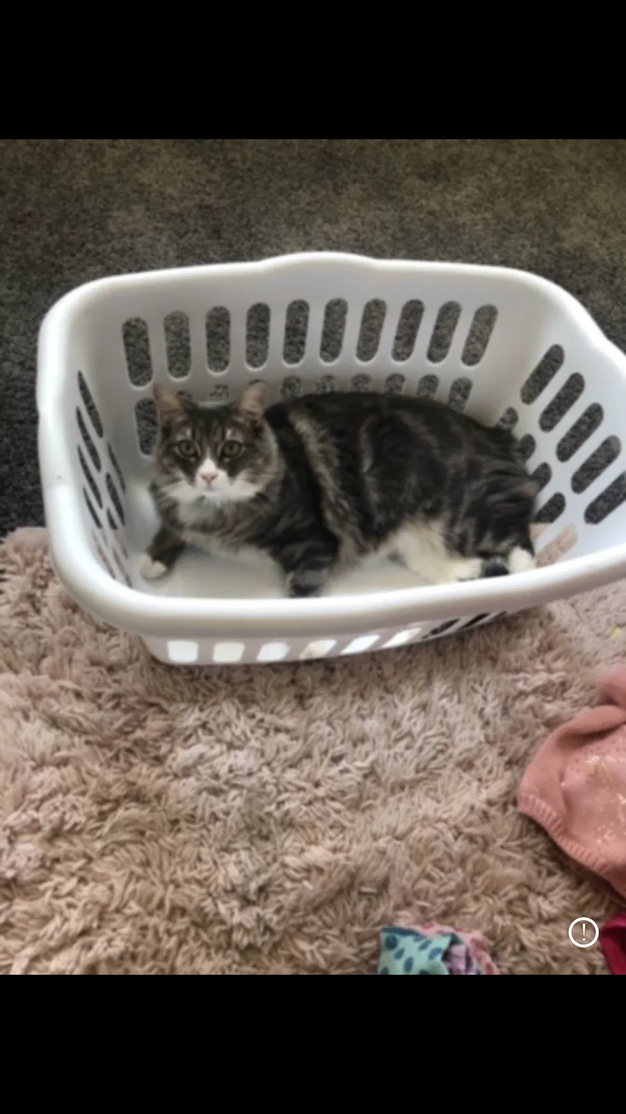 Lost cat in Victorville, CA, 92392