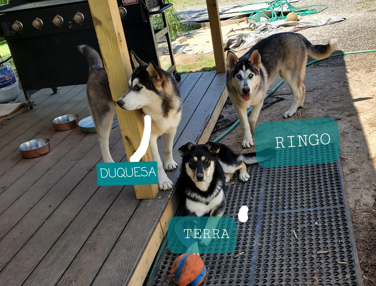Lost dog in Anderson, SC, 29624