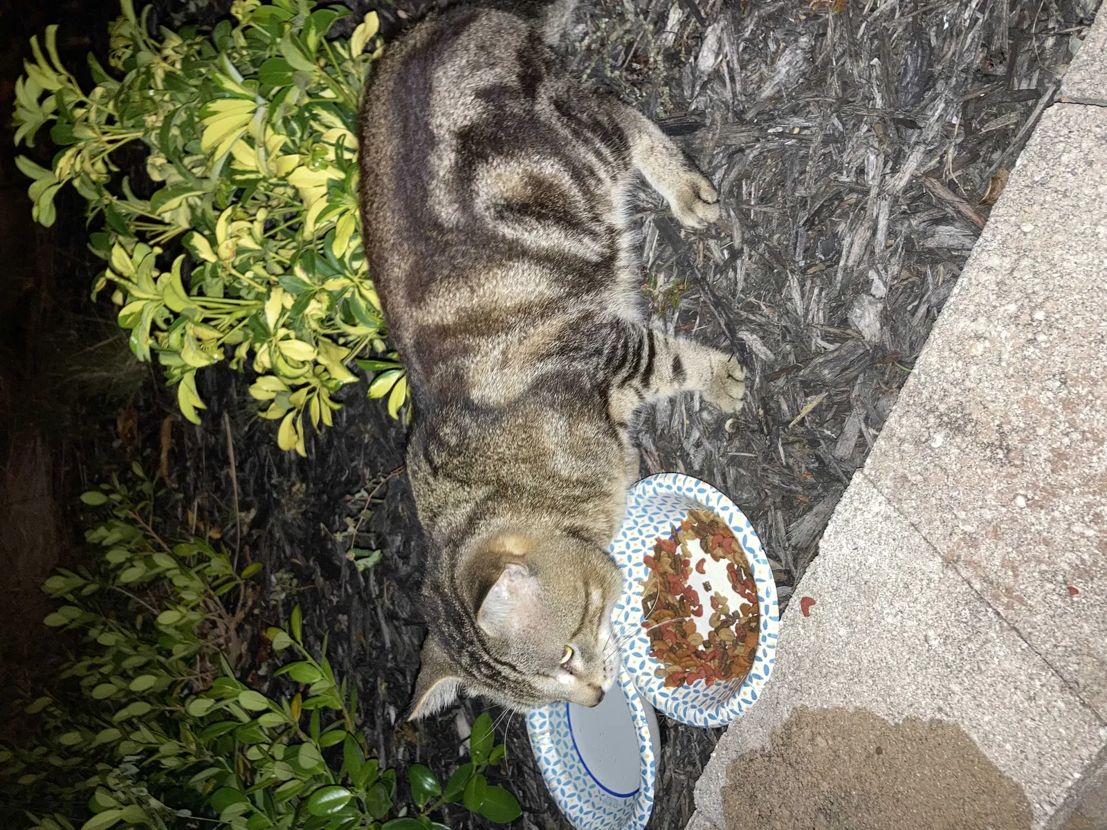 Found cat in Bradenton, FL, 34209