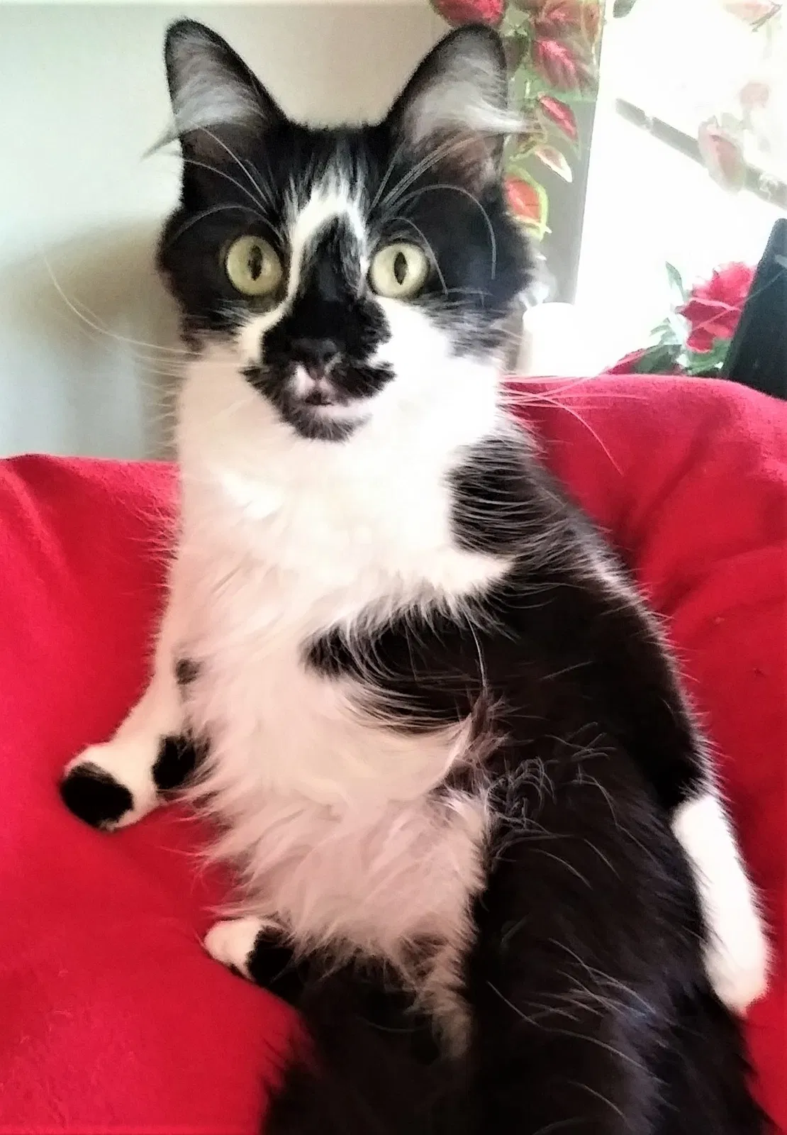 Lost cat in Blooming Grove, TX, 76626