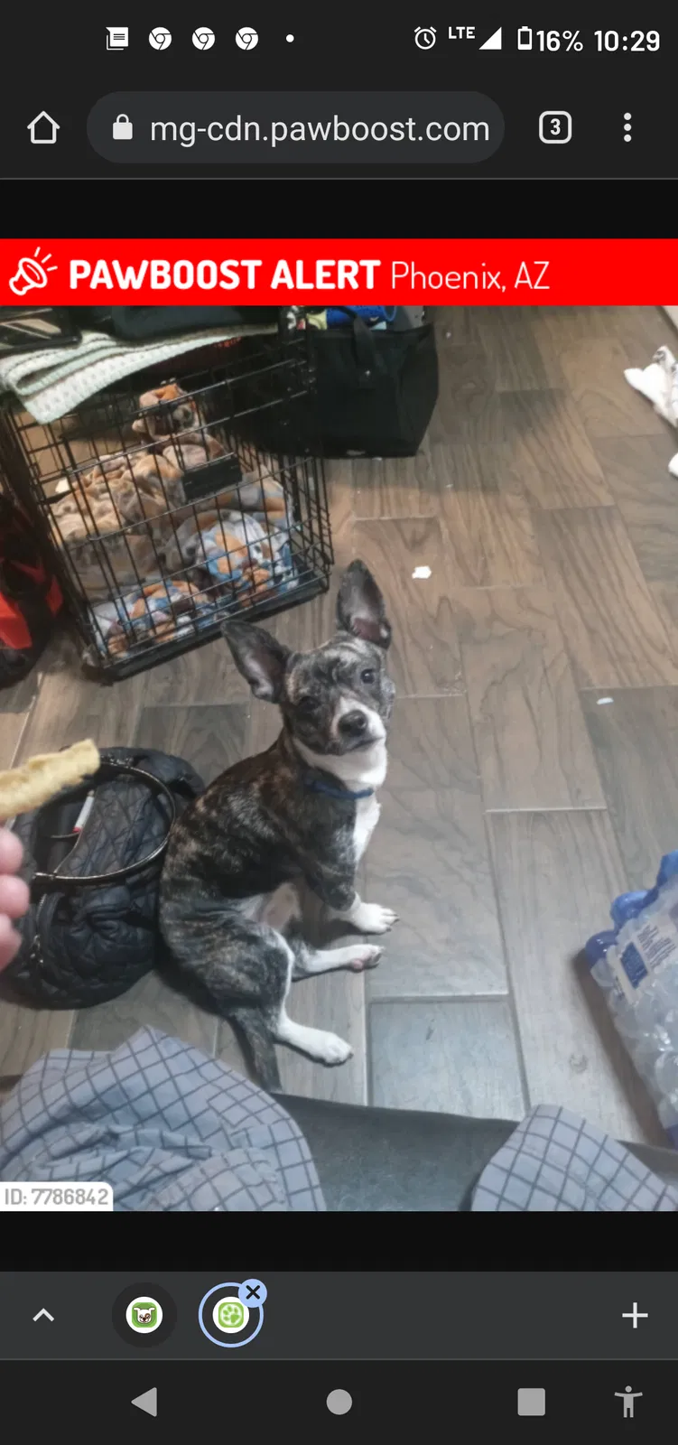 Lost dog in Phoenix, AZ, 85015