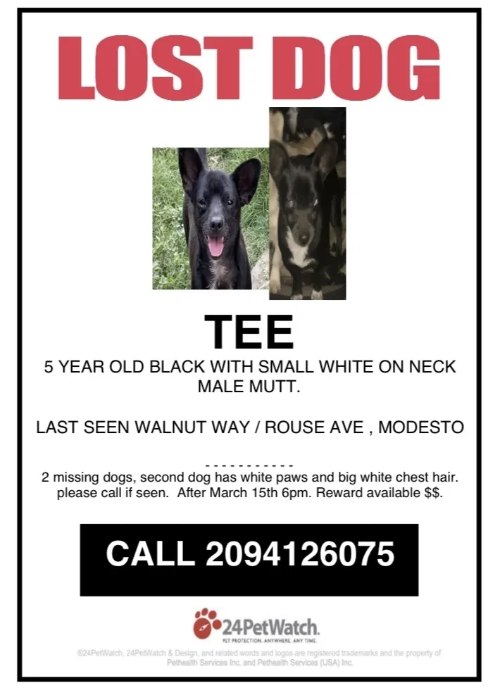 Lost dog in Modesto, CA, 95351