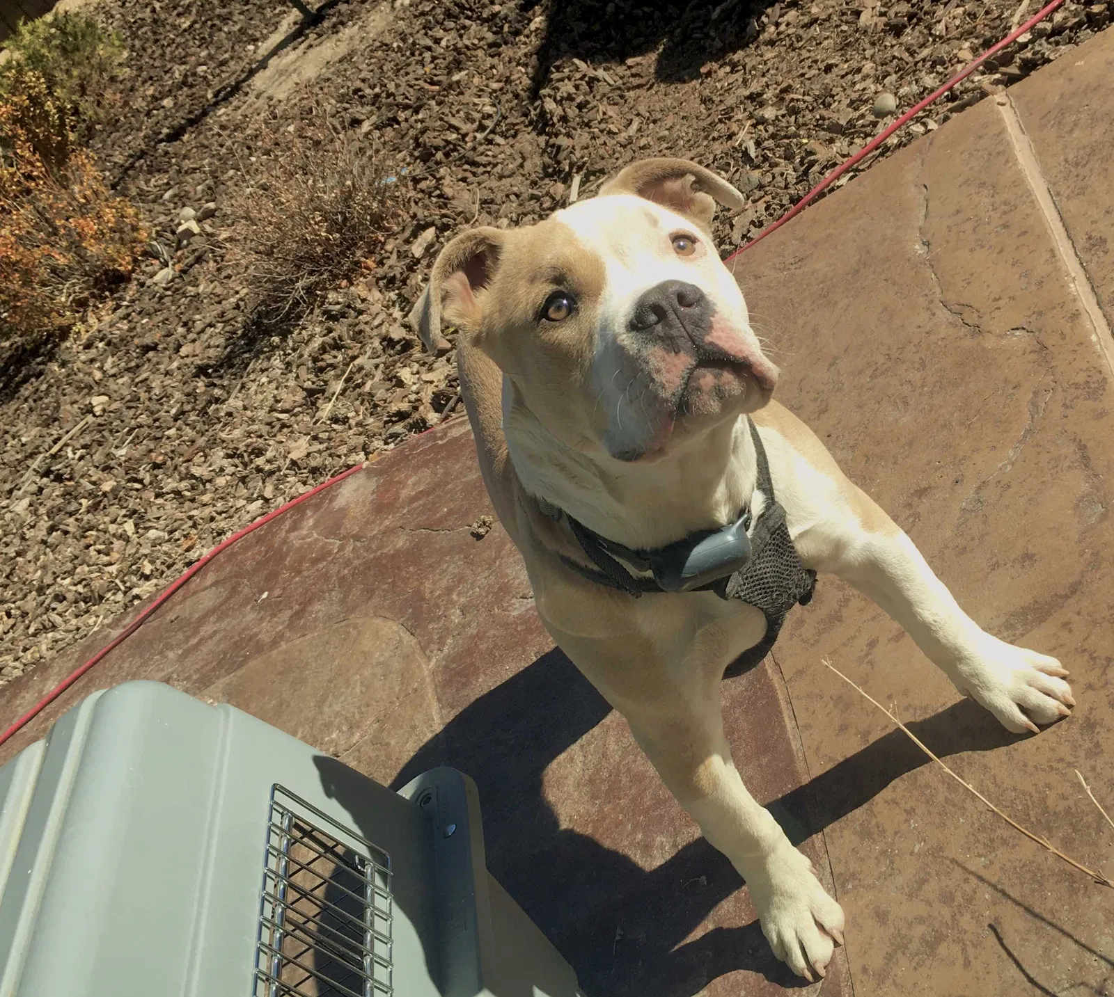 Lost dog in Reno, NV, 89506