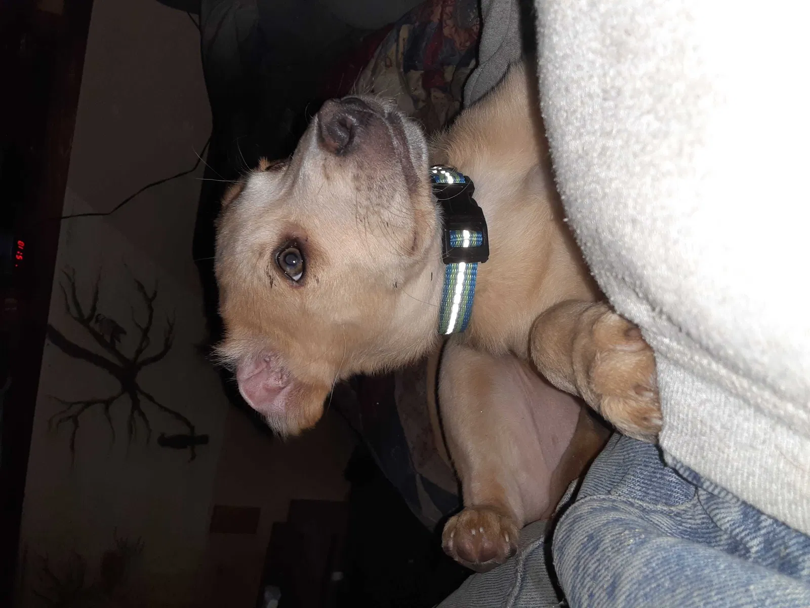 Lost dog in Newport, WA, 99156