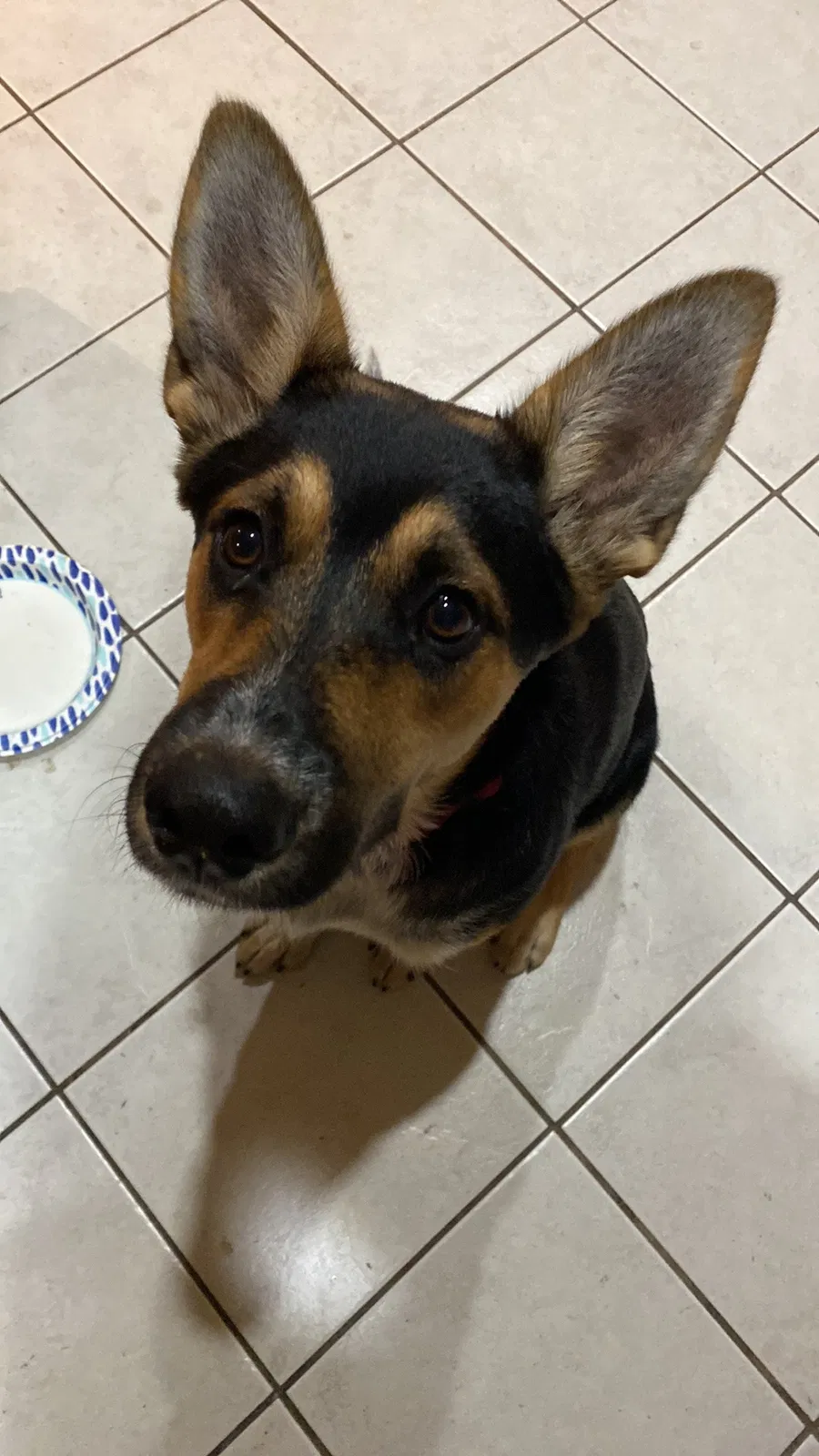 Lost dog in Mesa, AZ, 85204