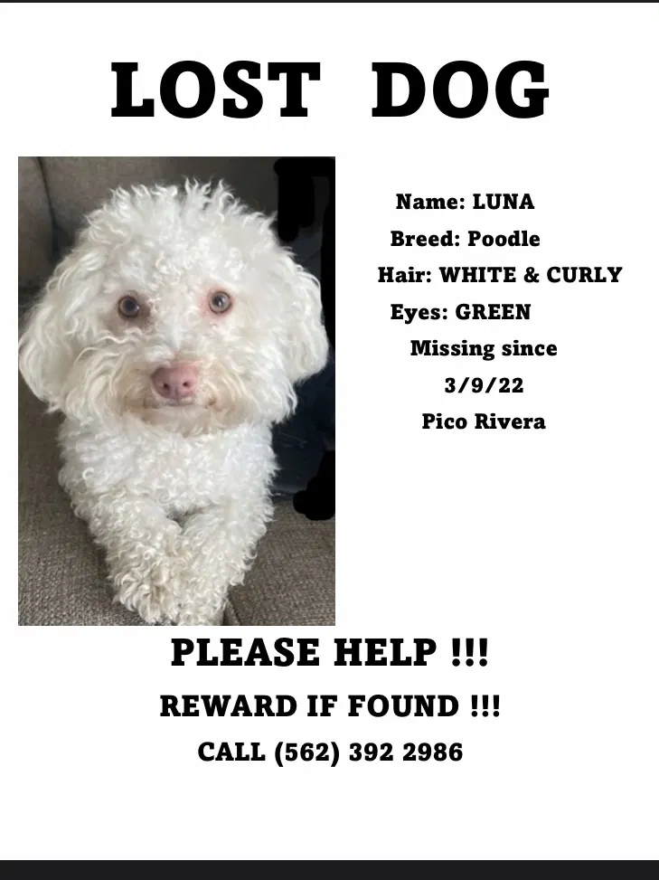 Lost dog in Pico Rivera, CA, 90660