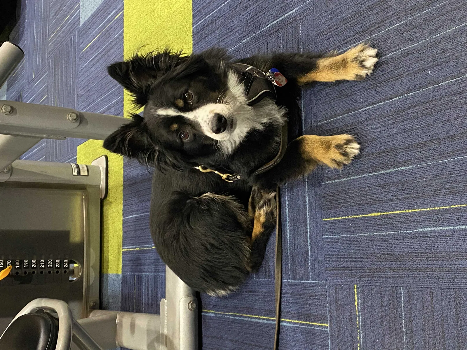 Lost dog in San Diego, CA, 92108