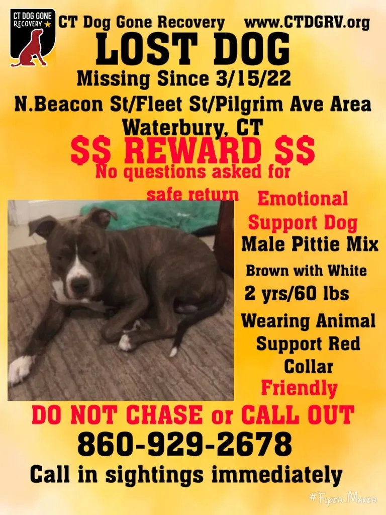 Lost dog in Waterbury, CT, 6704