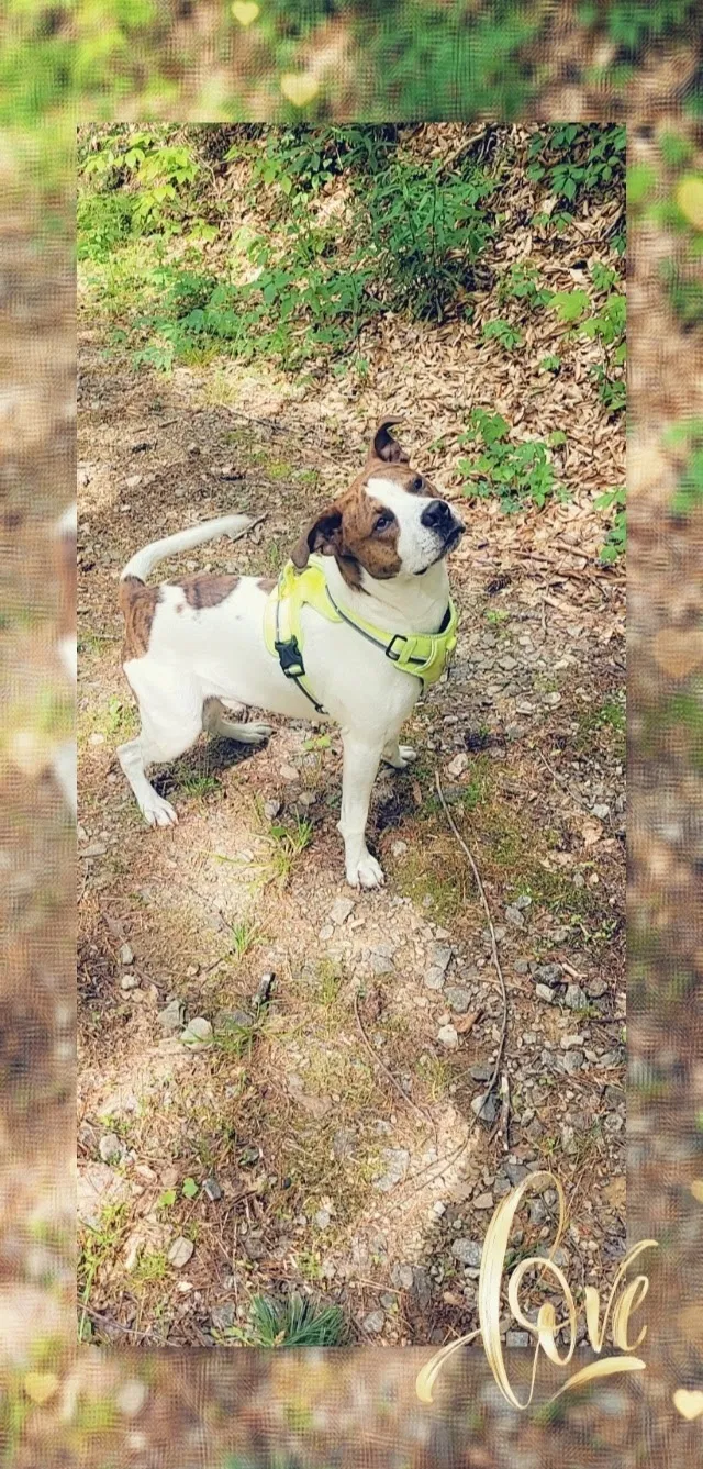 Lost dog in Bybee, TN, 37713