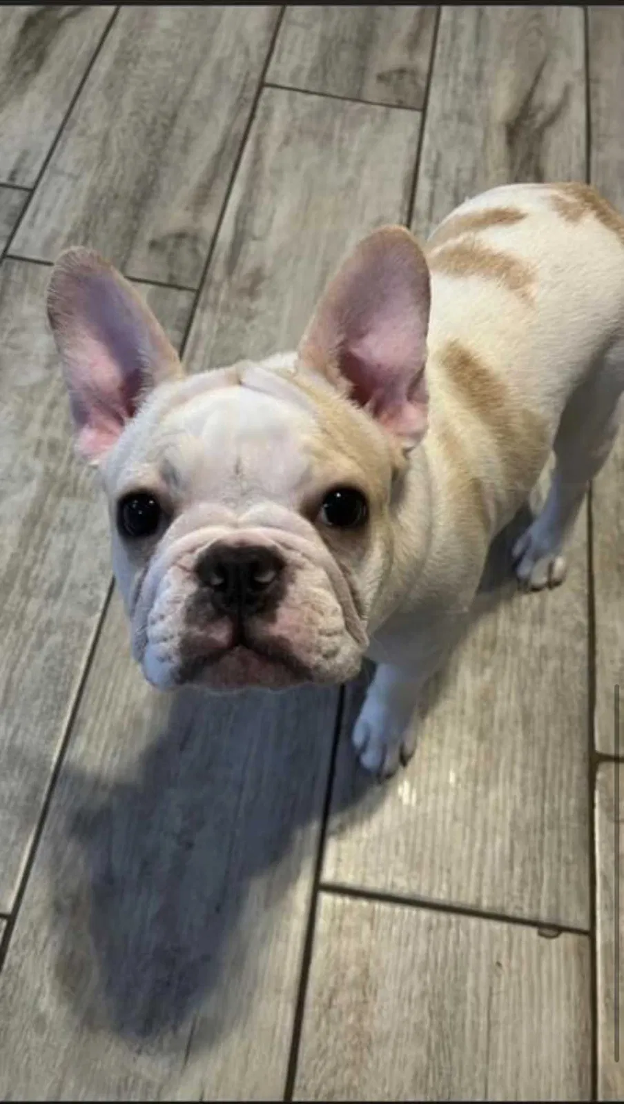 Lost dog in Weslaco, TX, 78596