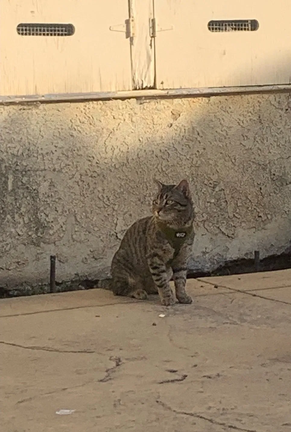 Lost cat in Culver City, CA, 90230