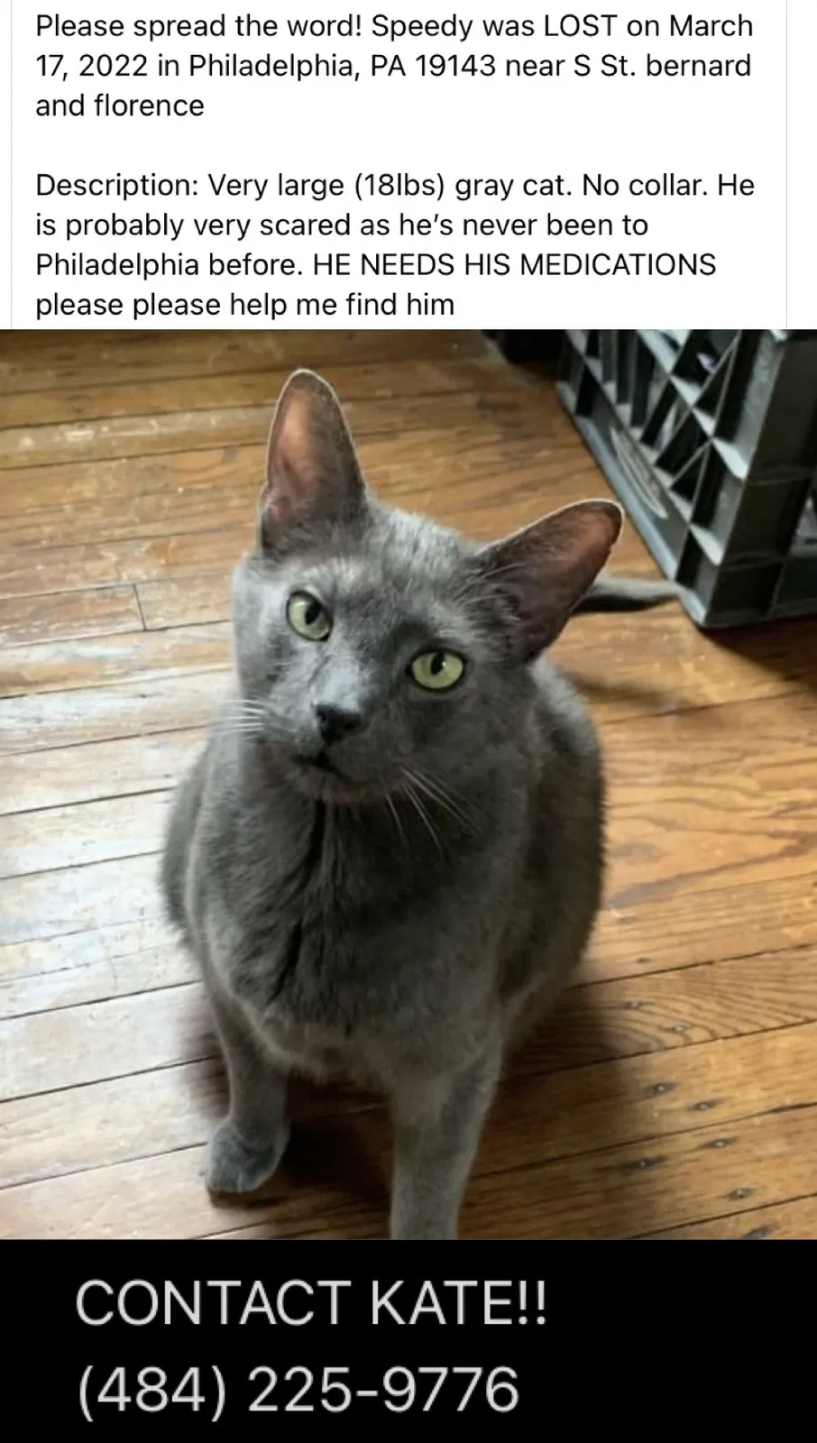 Lost cat in Philadelphia, PA, 19143