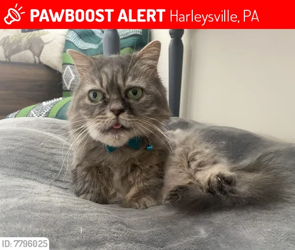 Lost cat in Harleysville, PA, 19438