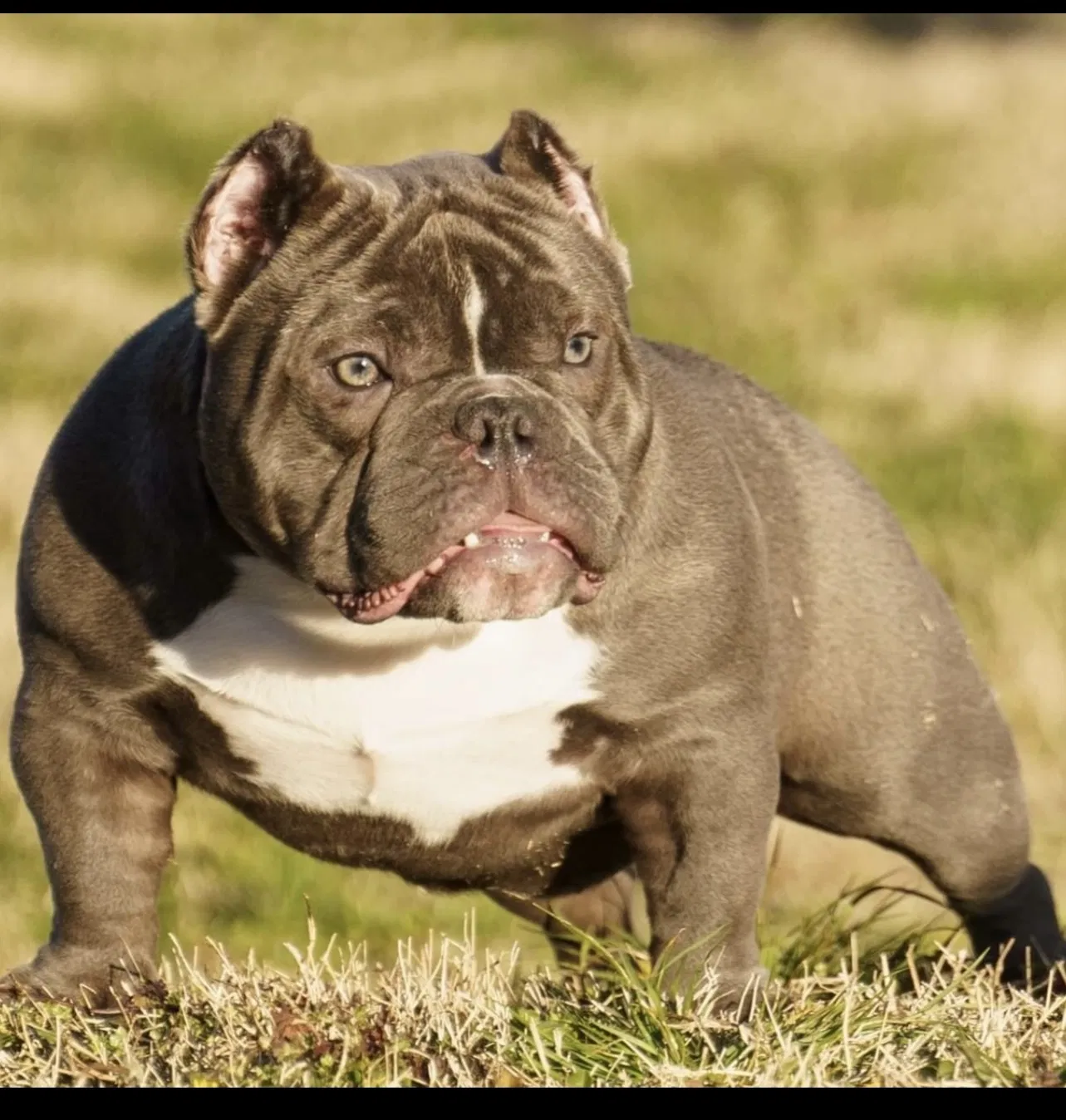 Lost dog in Norfolk, VA, 23503