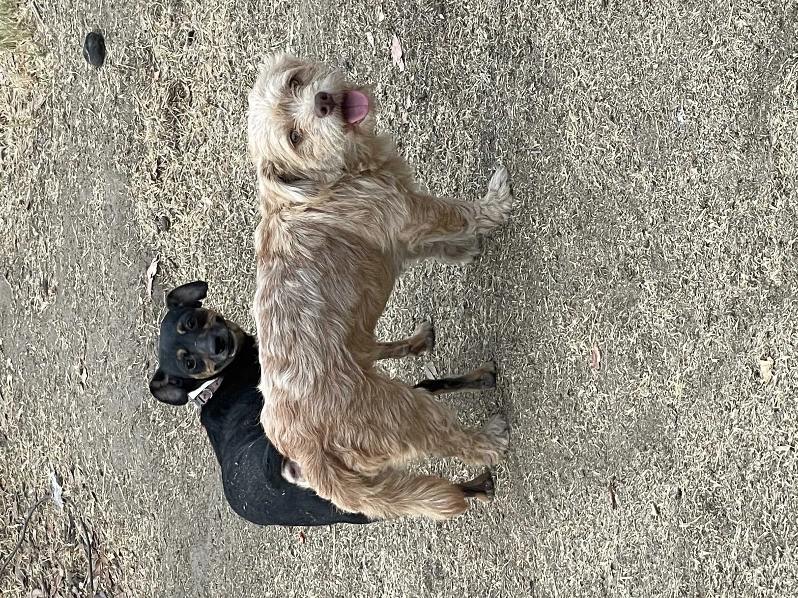 Lost dog in Fresno, CA, 93728