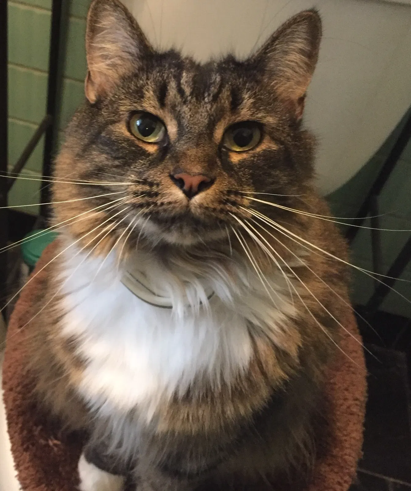 Lost cat in Winston Salem, NC, 27106