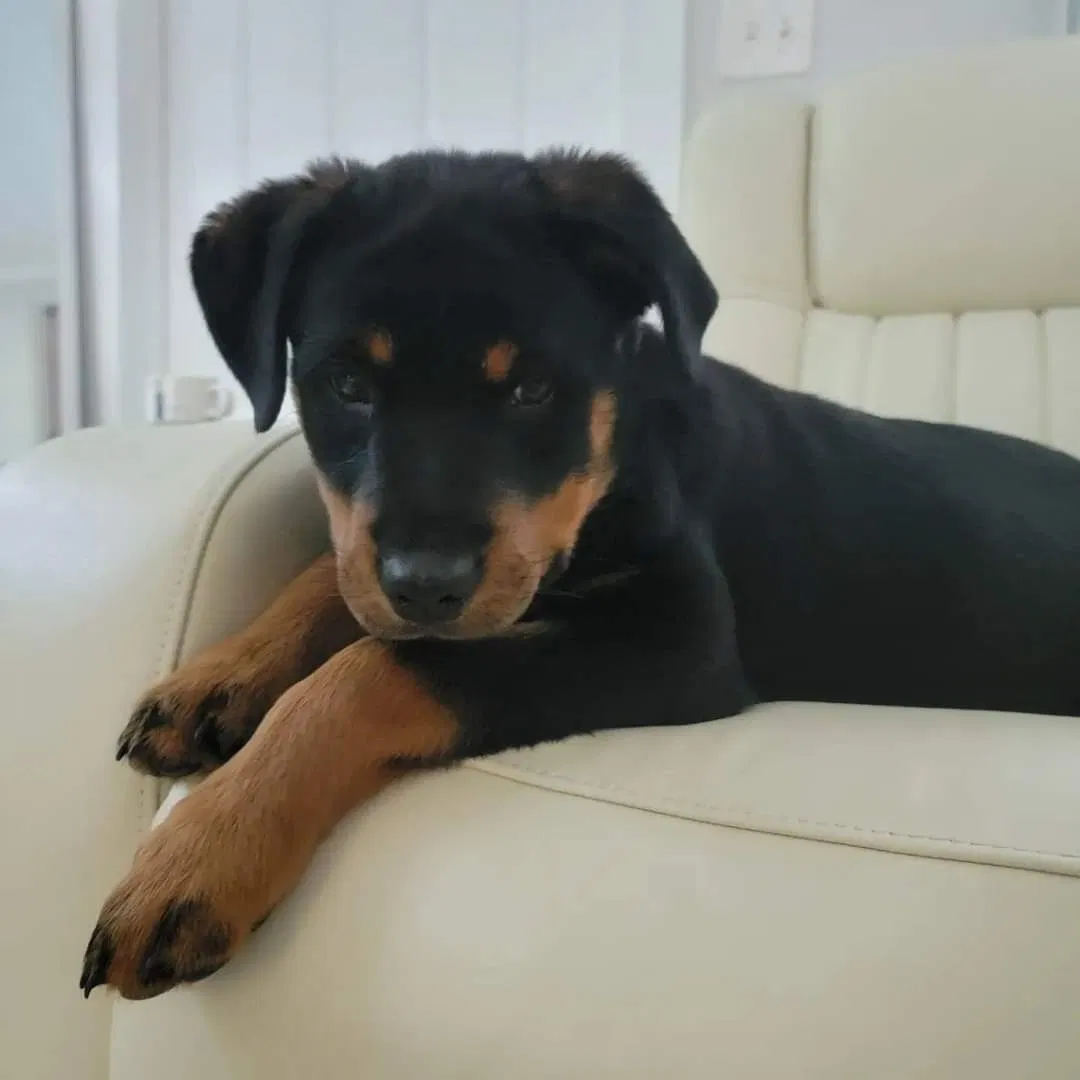 Lost dog in Hialeah, FL, 33012