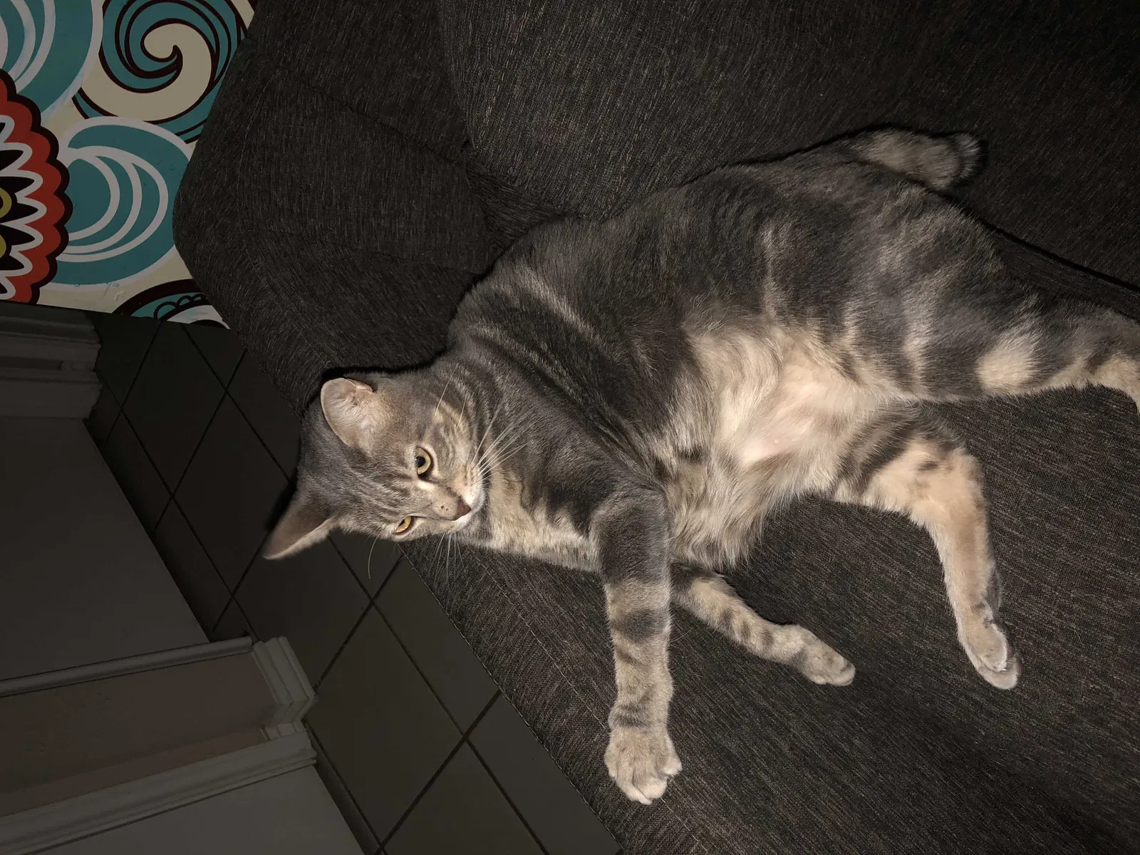 Lost cat in Tomball, TX, 77375