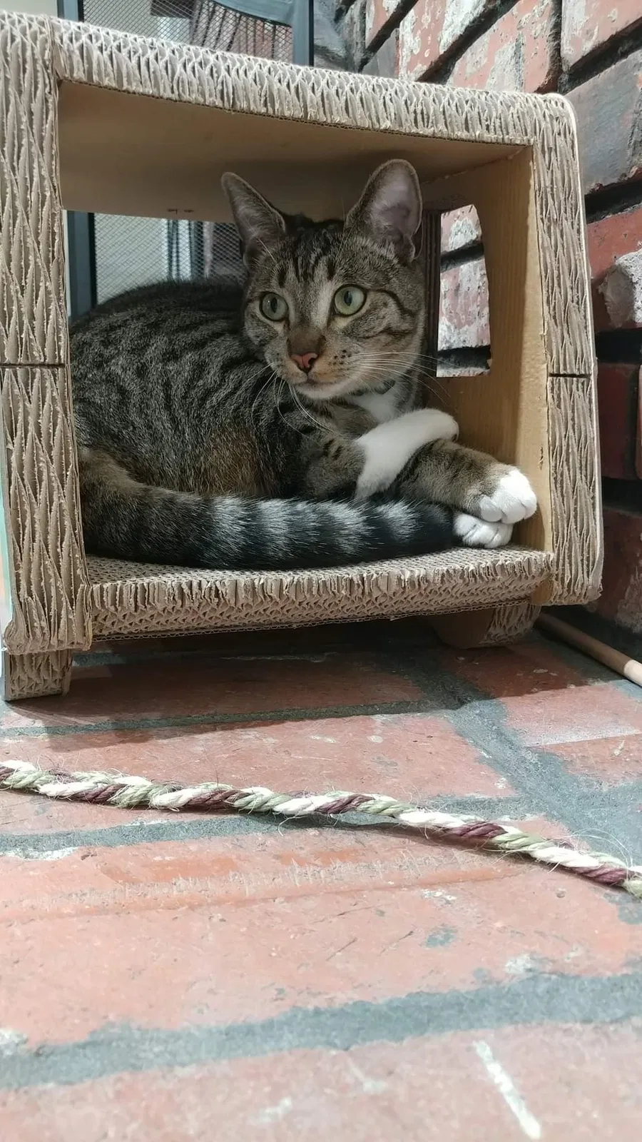 Lost cat in Fresno, CA, 93711