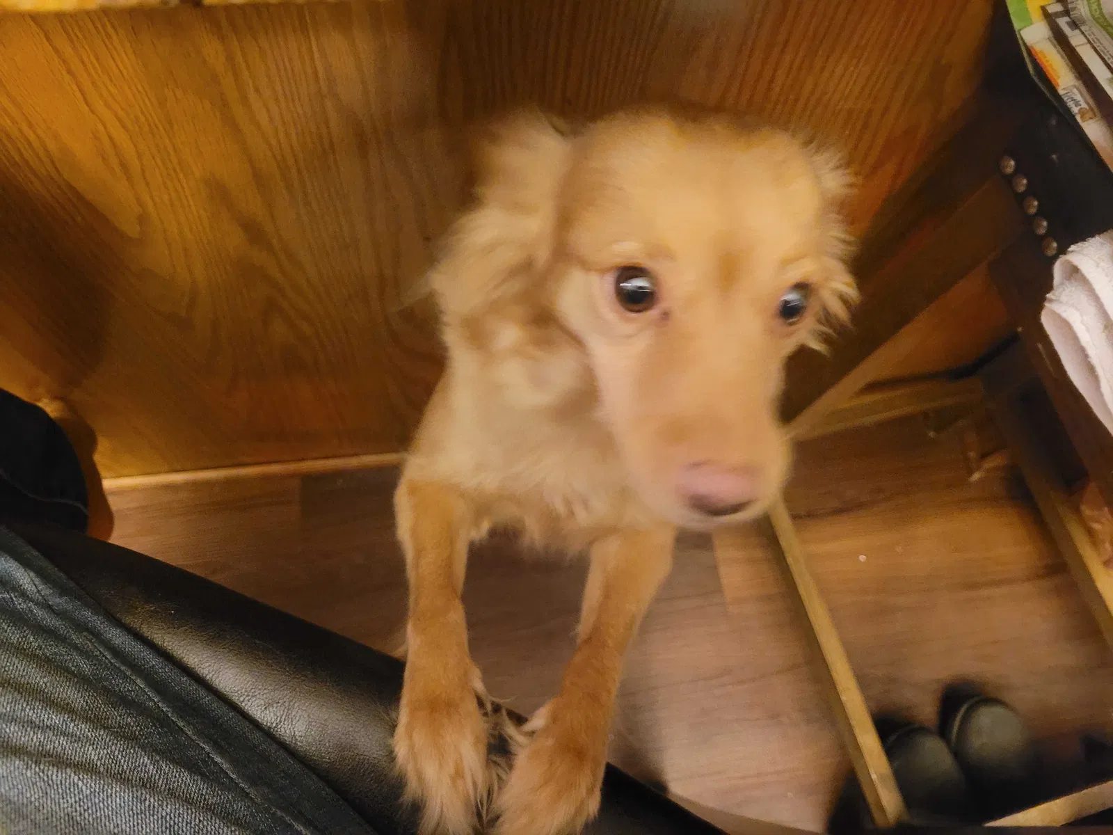 Lost dog in Oklahoma City, OK, 73159