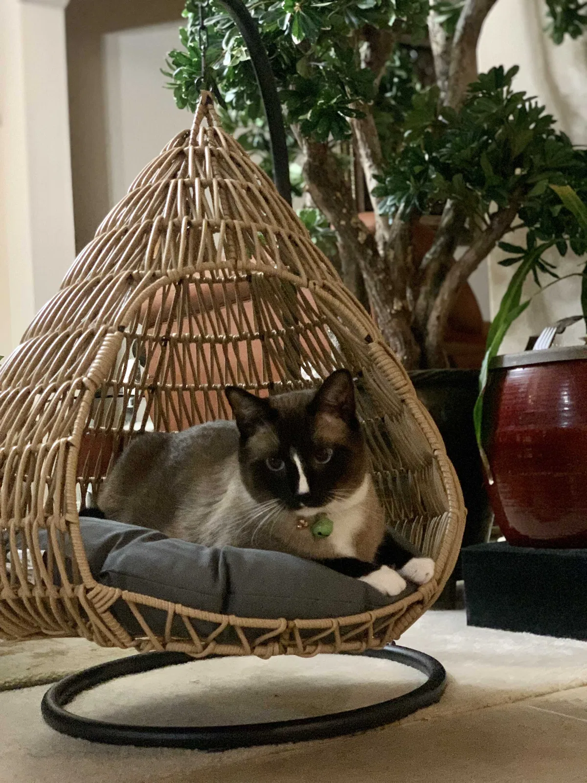 Lost cat in Katy, TX, 77494