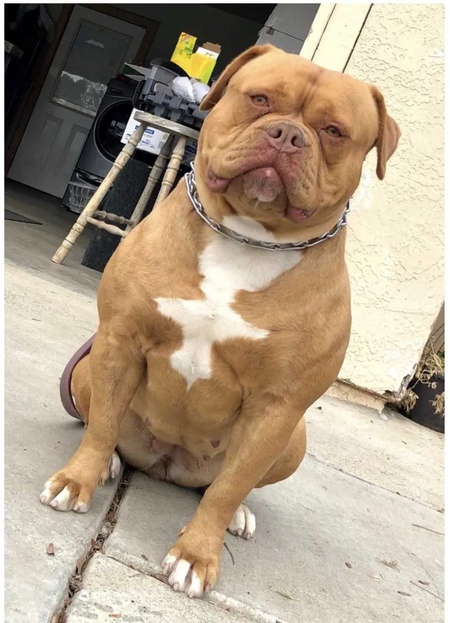 Lost dog in Hanford, CA, 93230