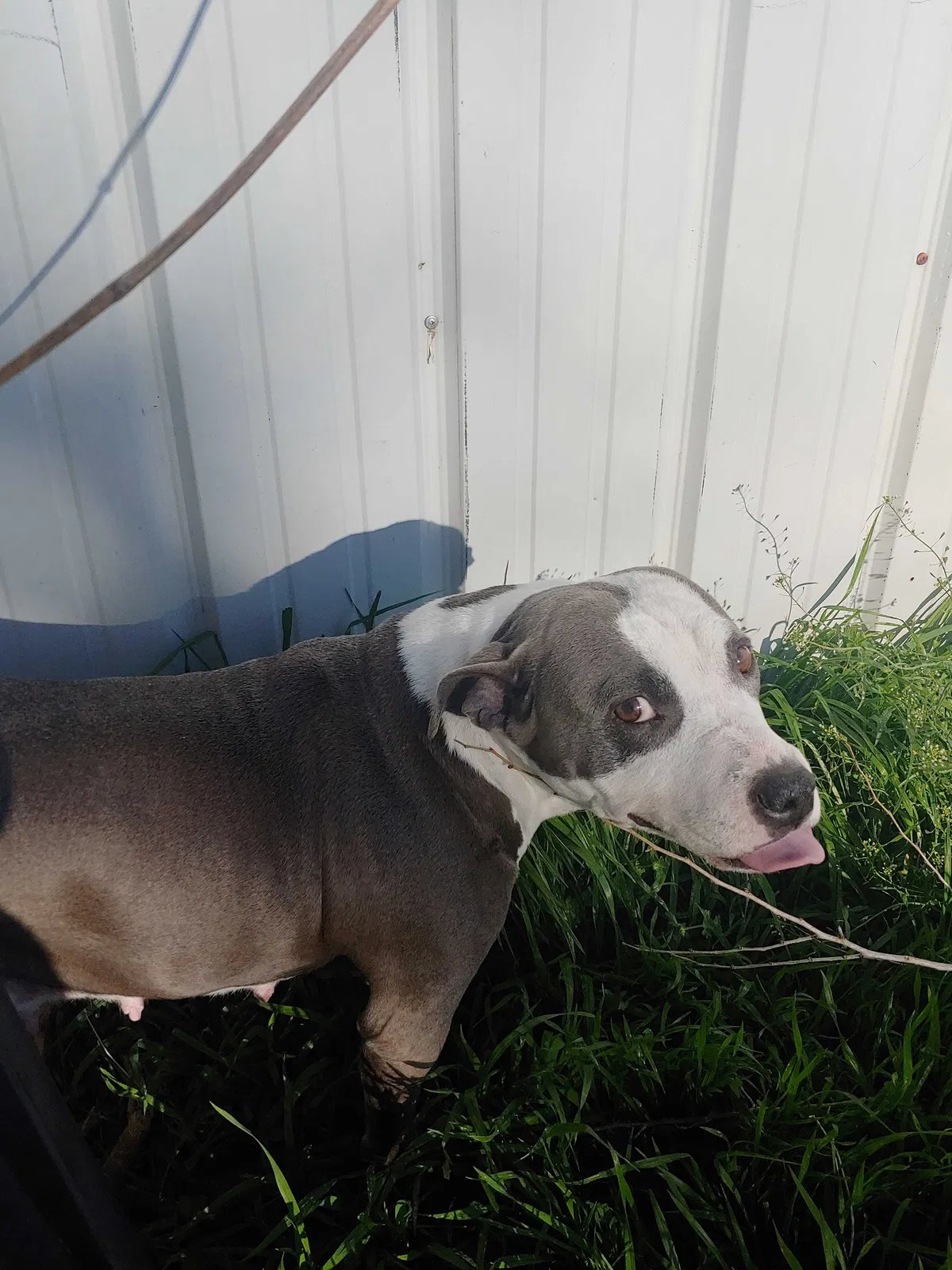 Lost dog in Oklahoma City, OK, 73159
