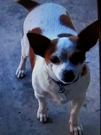 Lost dog in Brownsville, TX, 78526