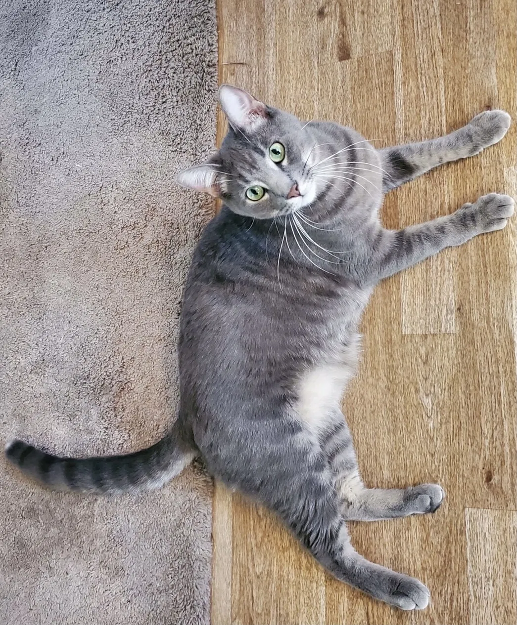 Lost cat in Tucson, AZ, 85713