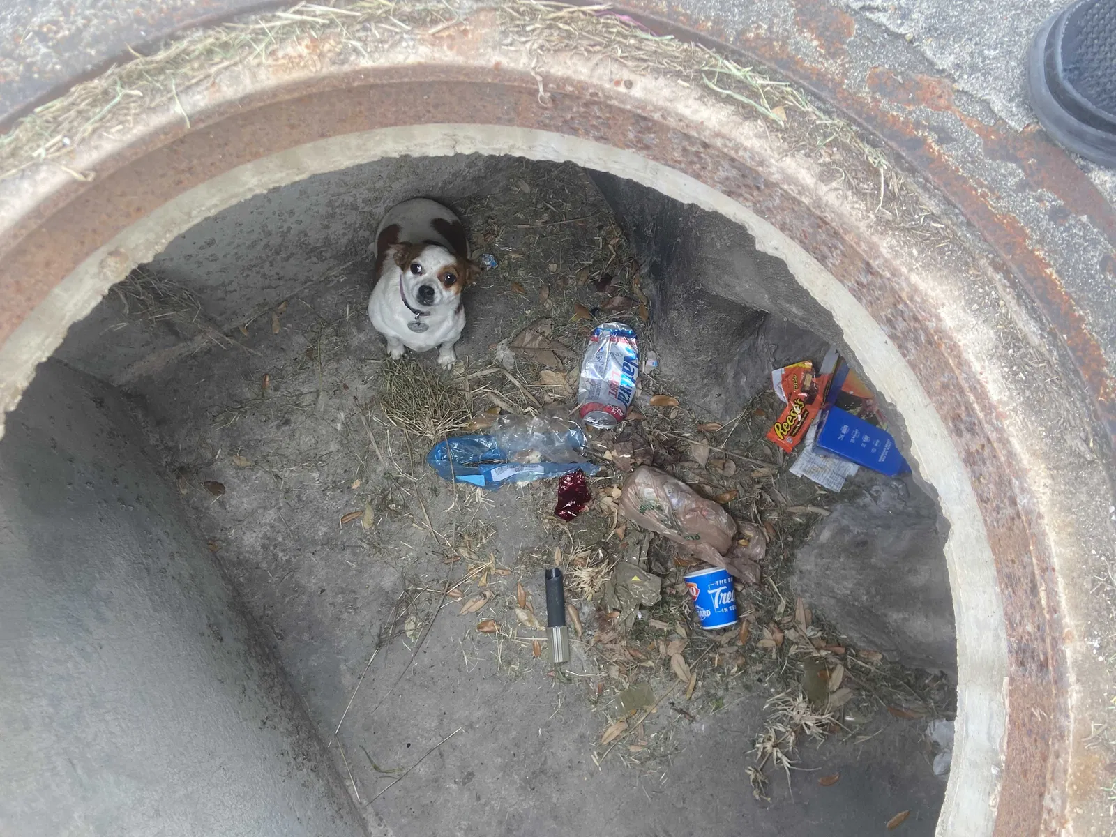 Found dog in Brownsville, TX, 78526