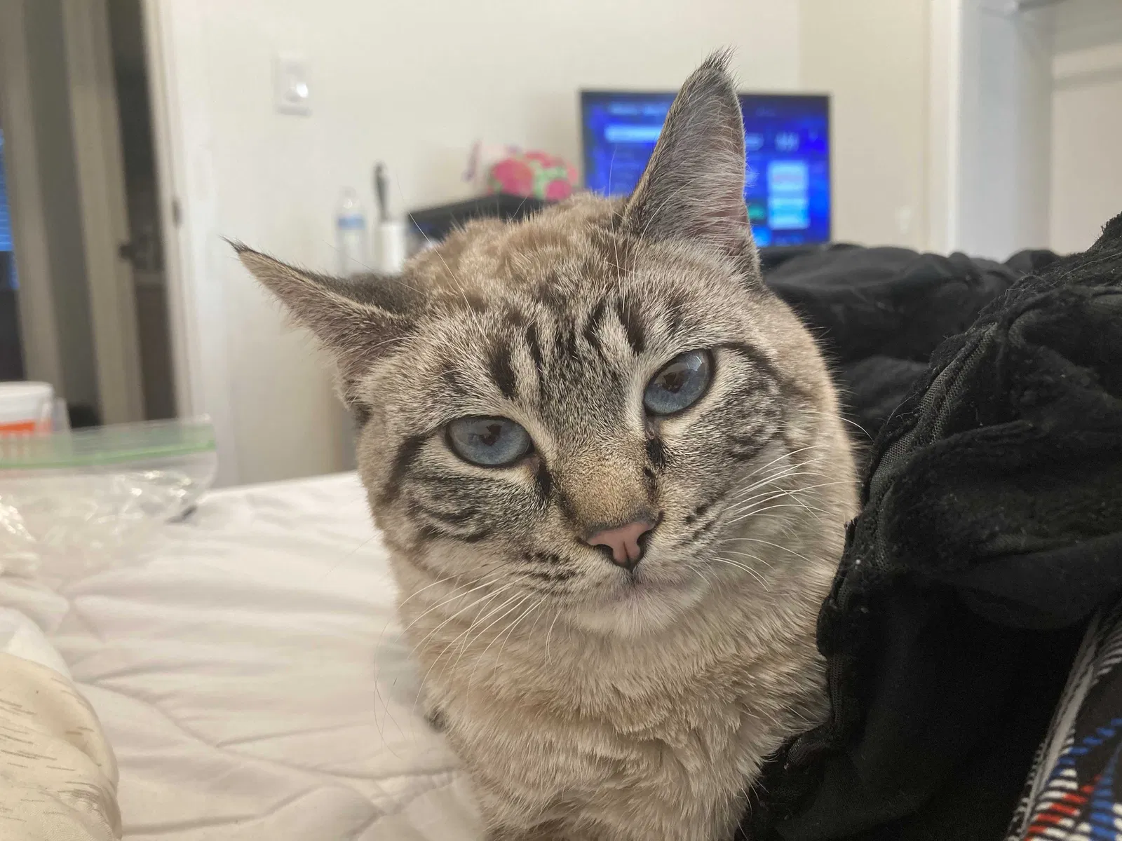 Lost cat in Albuquerque, NM, 87110