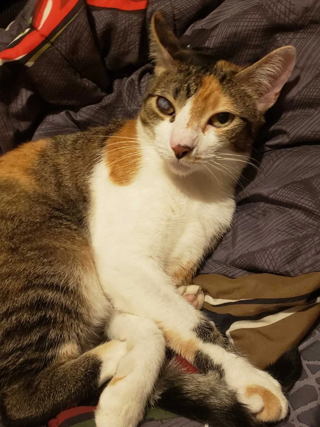 Lost cat in Fort Worth, TX, 76123