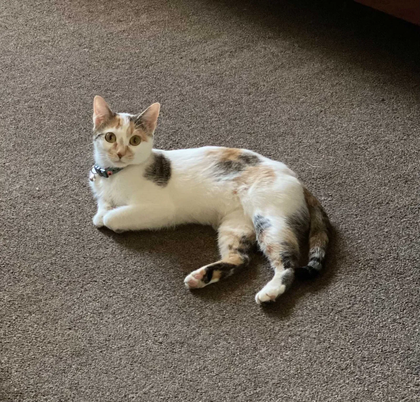 Lost cat in Milwaukee, WI, 53214