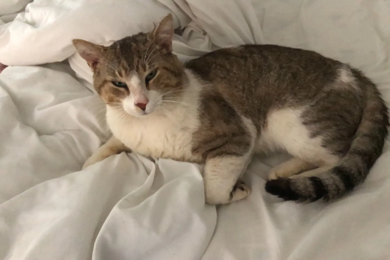 Lost cat in Thomasville, GA, 31792