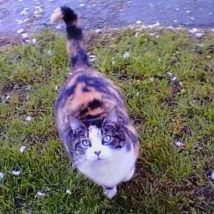 Lost cat in Cream Ridge, NJ, 8514