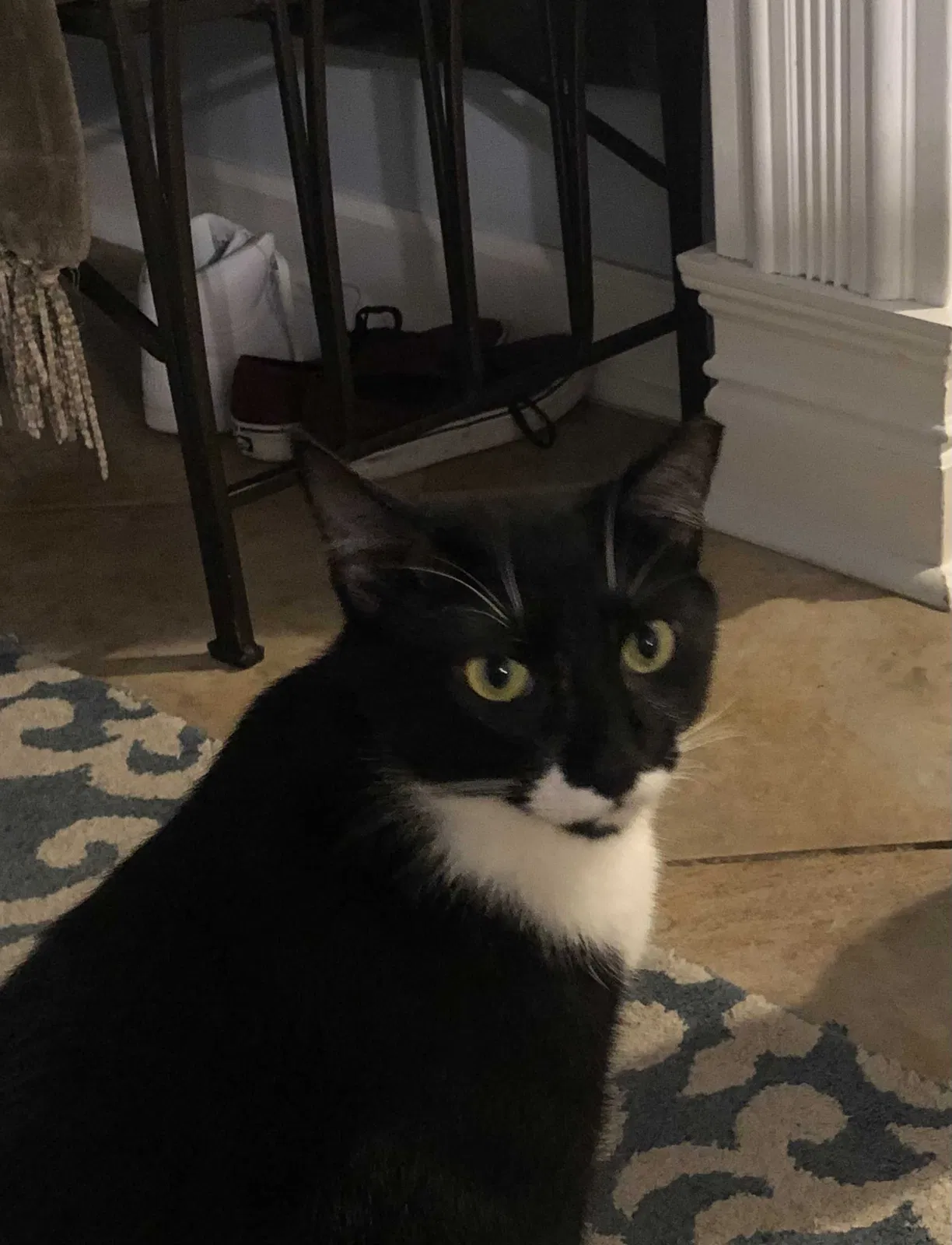 Lost cat in Bonita Springs, FL, 34135