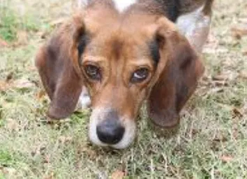 Lost dog in Collierville, TN, 38017
