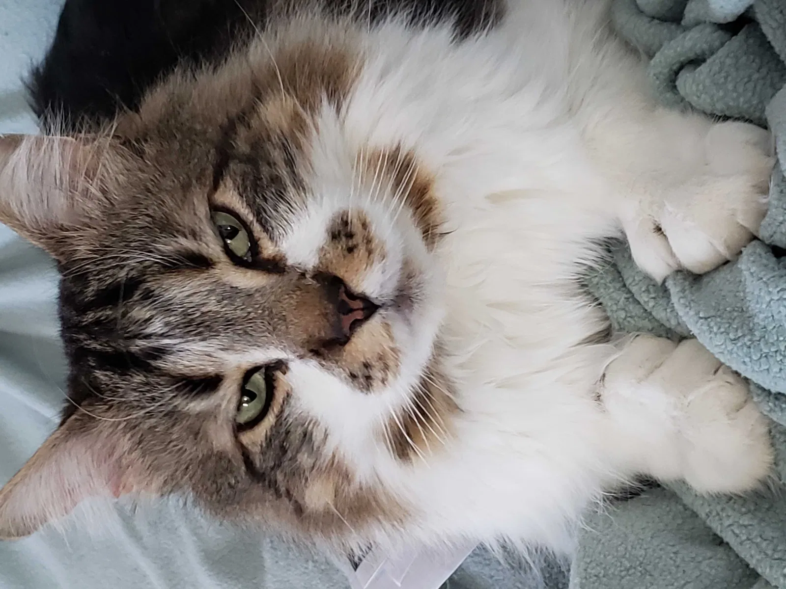 Lost cat in East Haven, CT, 6512