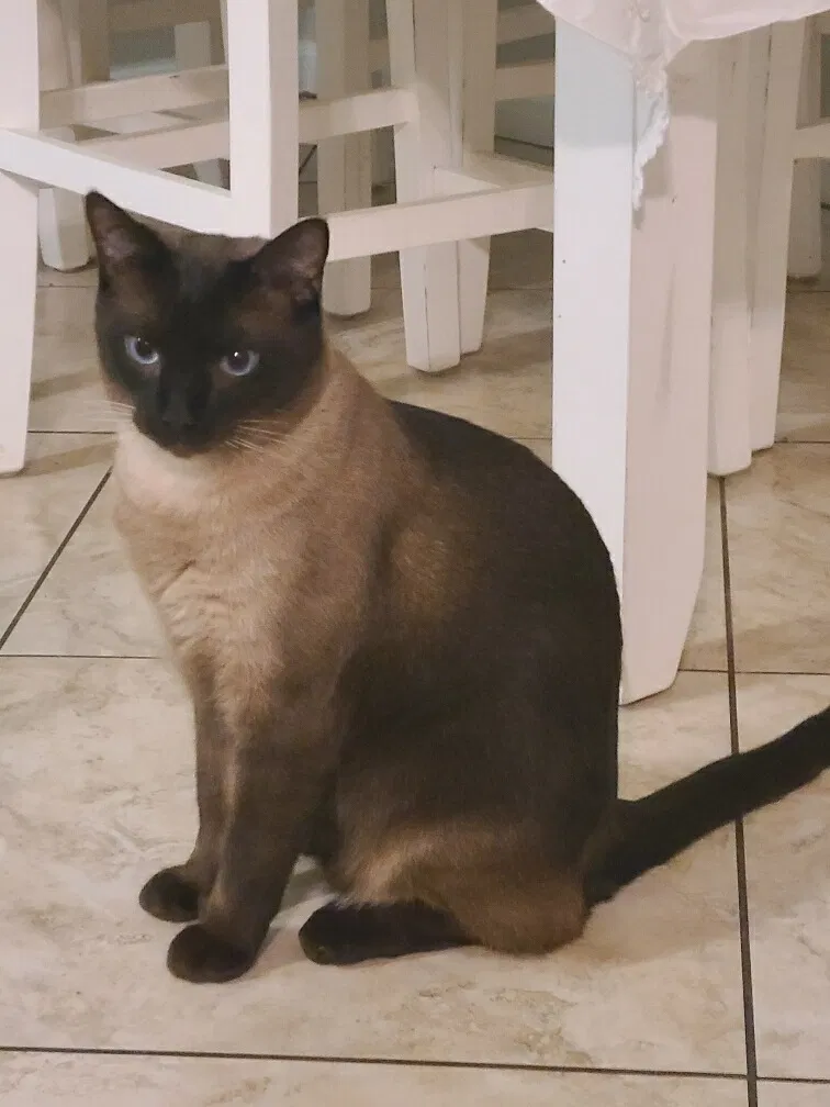 Lost cat in Ponte Vedra Beach, FL, 32082