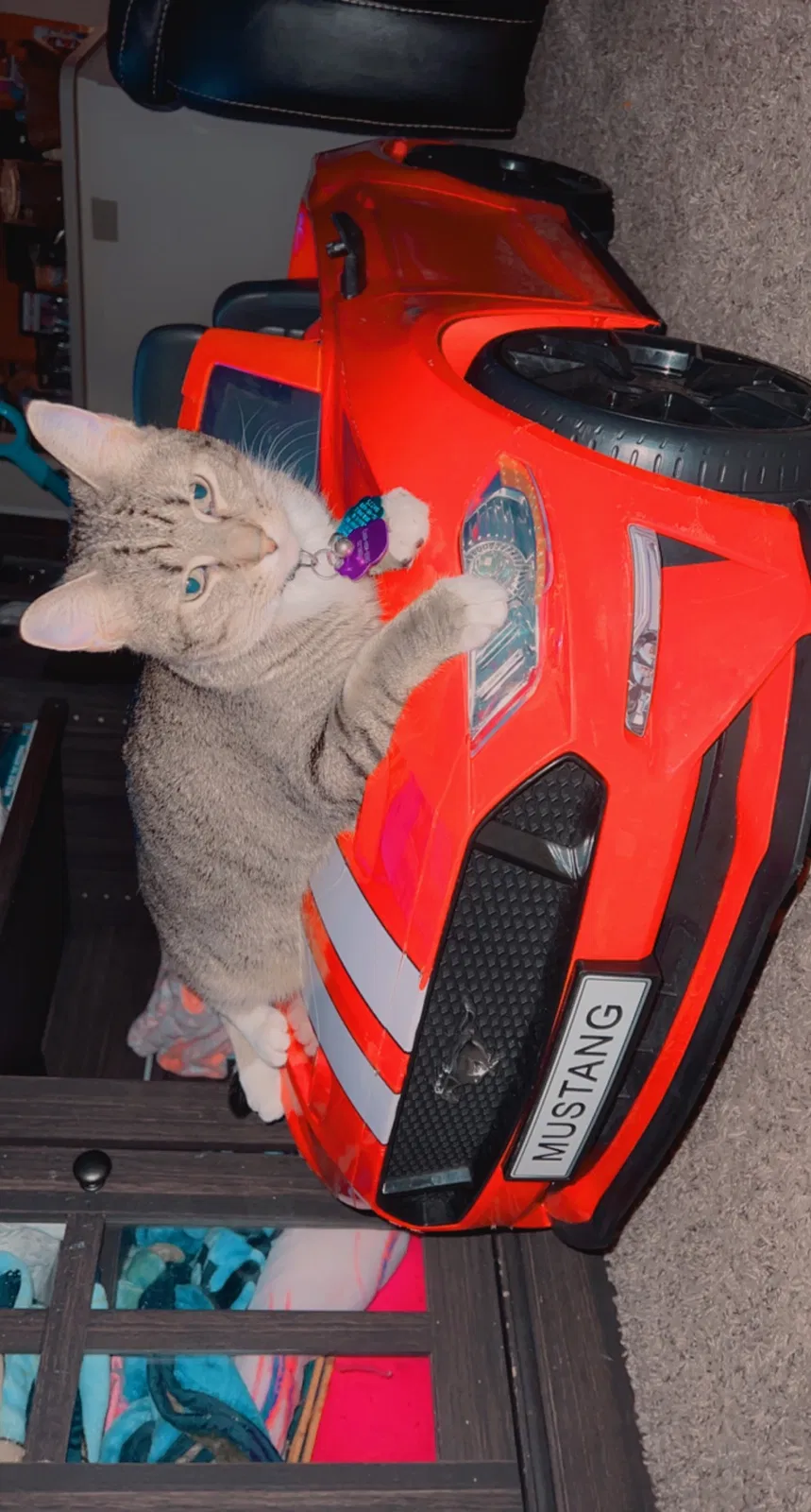 Lost cat in Lafayette, IN, 47909