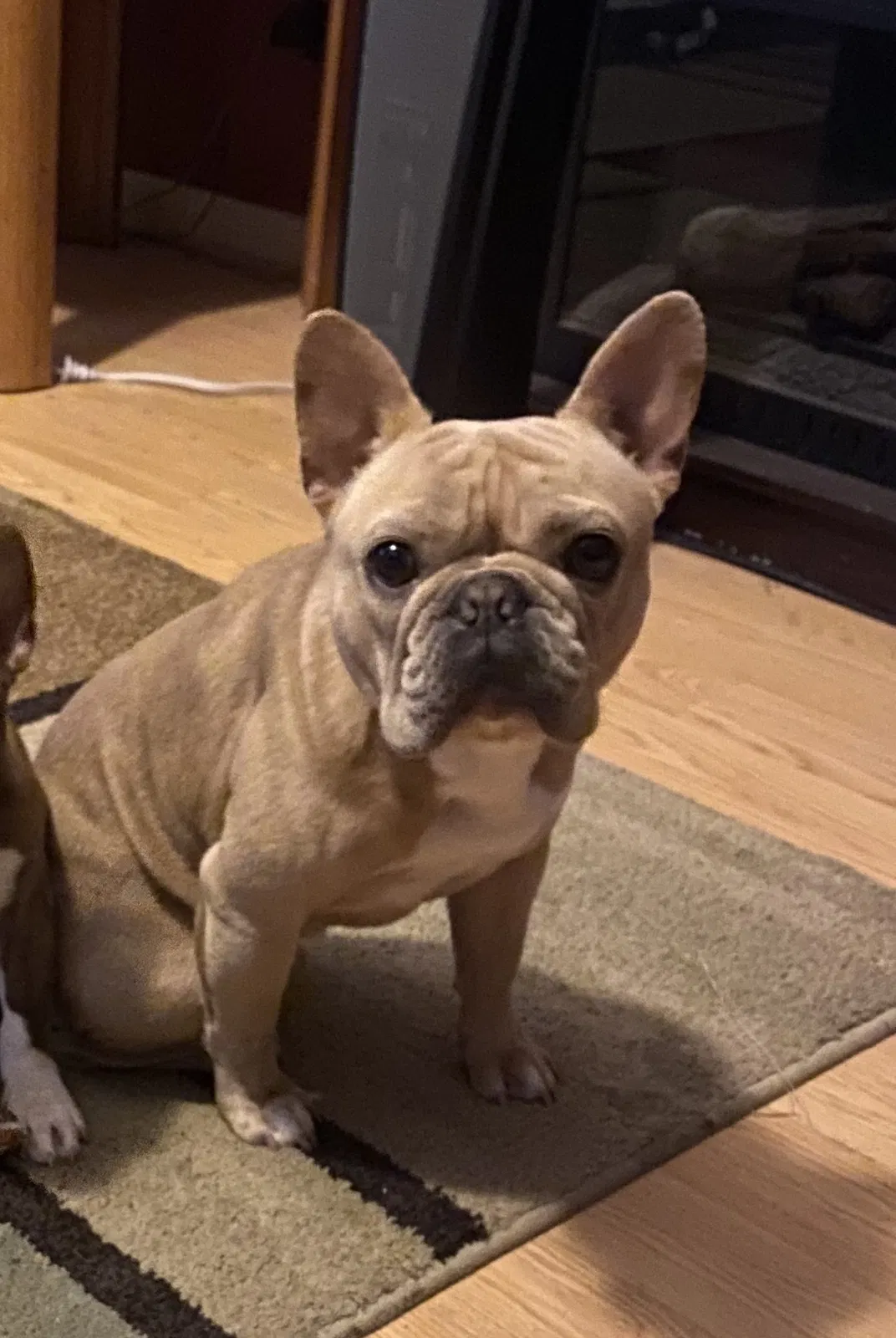 Lost dog in Livingston, TX, 77351